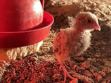 фазани: Перепелята Балапан Жожо 2 х недельные - Порода: техасский белый — 2