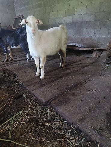 цеплята суточные: Продаю | Козёл (самец) | Зааненская | Для разведения | Осеменитель — 1