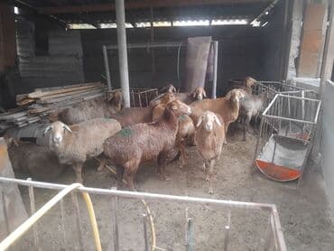 продажа домашних животных: Продаю | Овца (самка) | Для разведения | Матка — 4