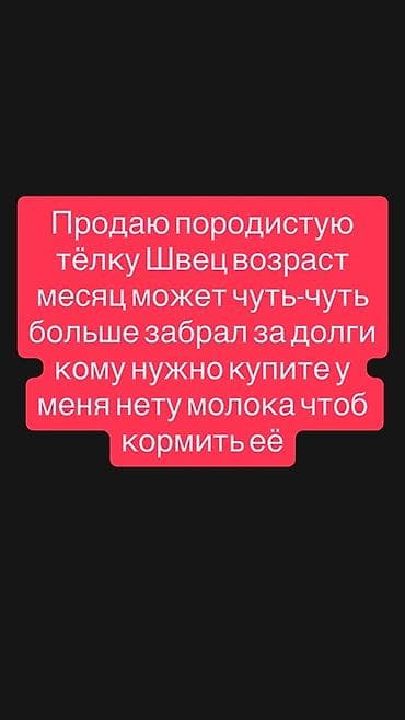 Сатам | Уй (ургаачы), Бука (эркек), Кунаажын | Аргын, Ангус, Герефорд | Көбөйтүү үчүн | Жасалма уруктандырылган — 1