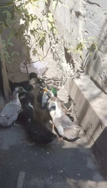 фелуцен для коров цена бишкек: Срочно Недорого! Домашние утки — Голубой Фаворит и Черношейка — 2