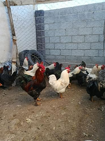 Продаю | Петух, Куры | Домашняя, Гриз Бар | На забой, Для разведения, Несушки