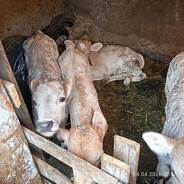 продаю быки: Продаю | Музоо, торпок | Искусственник — 4