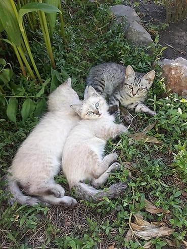 кошка купить бишкек: Котята, помёт домашней кошки. Окрас разный: - чёрный однотонный; - — 7
