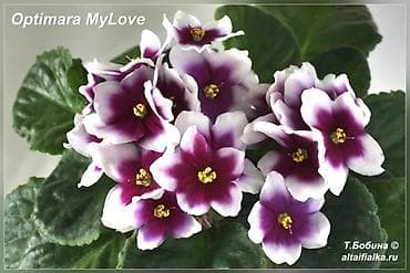 район филармония: 🌱🌺🌱 Продаю сортовые ДЕТКИ стандартных, трейлерныхмини и полумини — 8