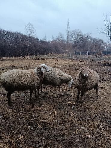 кой дорпер: Продаю | Овца (самка) | Полукровка | Для разведения | Матка — 2