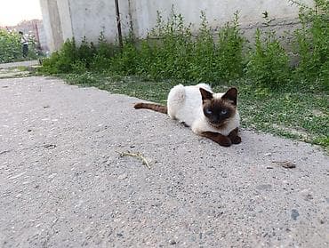 ары ящик: Большая их мать Котята с сиамским (колор-пойнт) окрасом и — 7