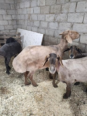 А/ч жаныбарлары үчүн тоюттар: Сатам | Ургаачы кой (ургаачы) | Көбөйтүү үчүн | Ургаачы — 7