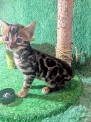 мейн кун бишкек 😺 питомник lyubushka 🐈 купить котенка 🐾 цена фото: Бенгальская, 1 месяц, Мальчик, Приучена к лотку, Проглистована, С документами — 18