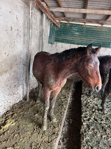 фарель ош: Продаю | Жеребенок | Для разведения — 6