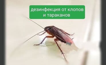сдаю дом в бишкеке: Дезинфекция, дезинсекция, | Клопы, Блохи, Тараканы, | Транспорт, Офисы, Квартиры — 3