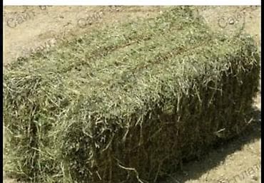 козу: Продаю сено! Цена 150 сом, село лесное — 1