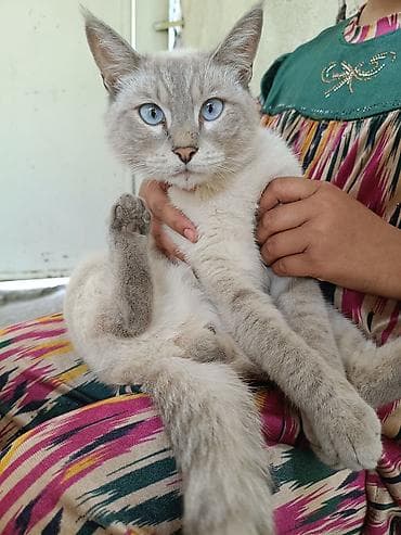 свинкс кошки: Кот с голубыми глазами, короткошёрстный, окраса сил-пойнт/линкс-пойнт — 1