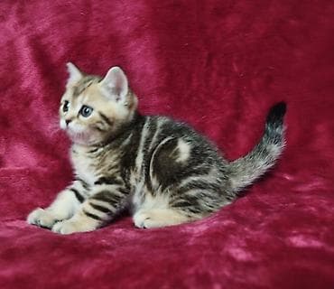 шотландская прямоухая кошка: Питомник шотландских кошек предлагает к предварительному резерву — 4