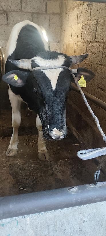 ангус корова: Продаю | Бык (самец) | Полукровка | Для разведения | Племенные — 6