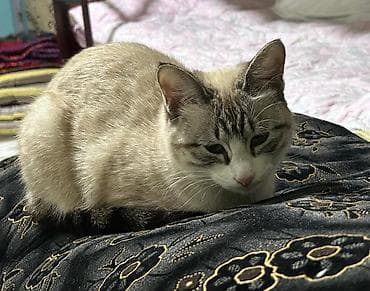 кошка американский керл: Ищем кота для вязки 🐾 Милая домашняя кошка с нежным окрасом поинт — 2