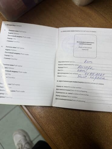 милые котики: 6 месяцев, Мальчик, Кастрирована, Метис, Приучена к лотку — 9