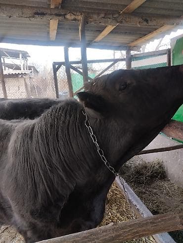 собака питбуль: Другие животные — 4