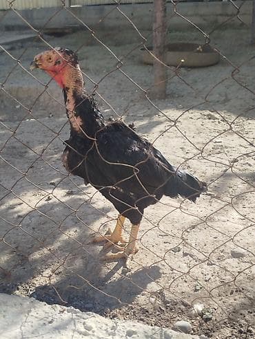 продам курей: Дакан мекиштер сатылат активный 8 штук бар алмашу жолдору бар жемге — 10