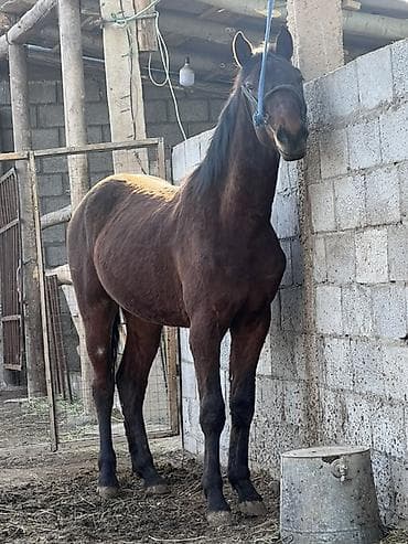 Продаю | Жеребец | Полукровка | Конный спорт