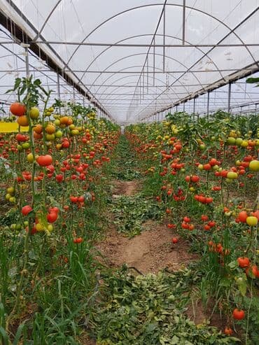 чеснок в большом количестве: Помидоры Красные, Оптом — 1