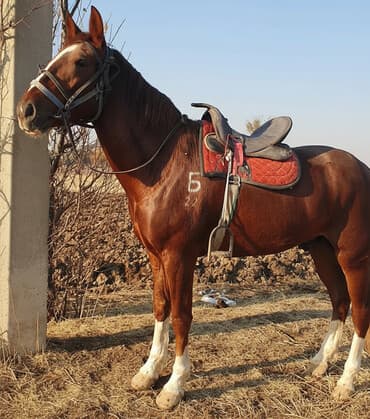 молочное оборудование: Продаю | Конь (самец) | Полукровка | Конный спорт | Племенные — 1