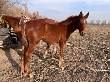 декоративные кролики: Сатам | Тай | Жумушка — 2