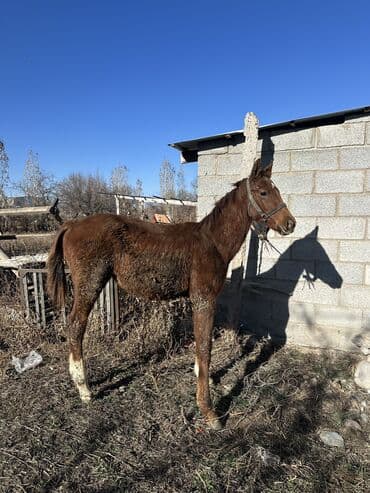 где можно купить молодых кур несушек: Продаю | Жеребенок | Английская | Конный спорт | Племенные — 4