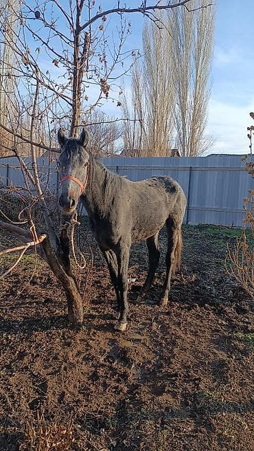 бээ: Продаю | Кобыла (самка) | Для разведения — 1