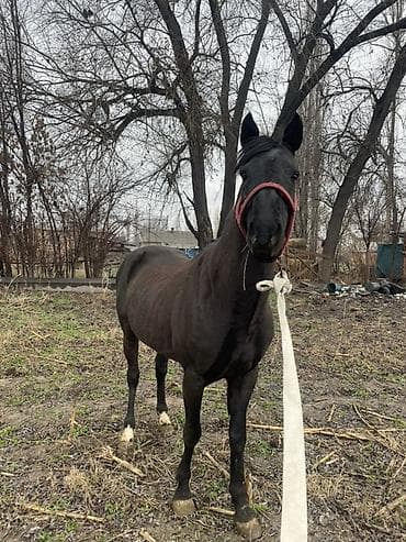 голубая рыбка: Продаю | Конь (самец), Жеребец | Рабочий | Мерин — 9