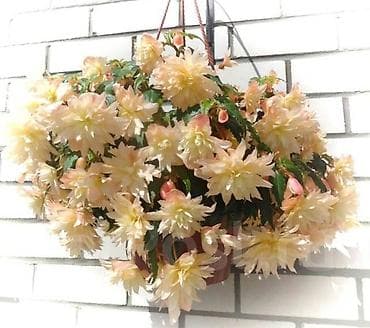 бегония: Бегония ампельная махровая (каскадная серия) - Эффектные свисающие — 2