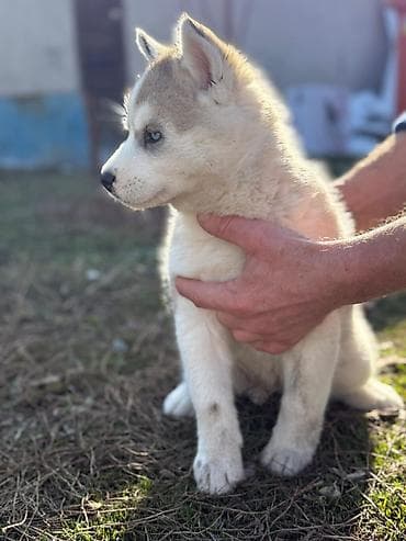 экзотическая кошка цена: Хаски, 1 месяц, Самка — 4