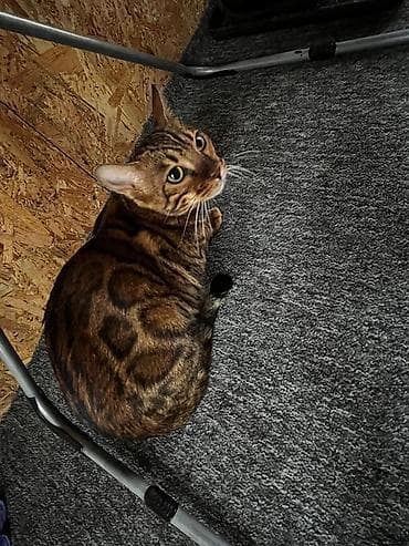 бенгальского: Предлагается к продаже бенгальская девочка с красивым контрастным — 3