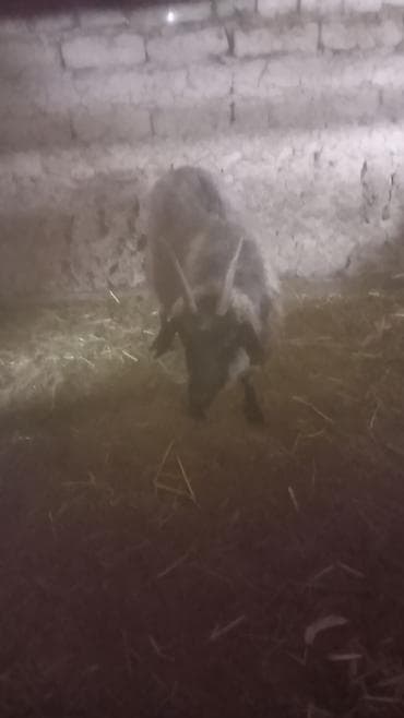 тай дай: Продаю | Козёл (самец) | Для разведения | Осеменитель — 2