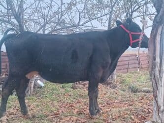 сколько стоит корова дойная: Продаю | Корова (самка) | Абердин-ангус | Для молока — 5