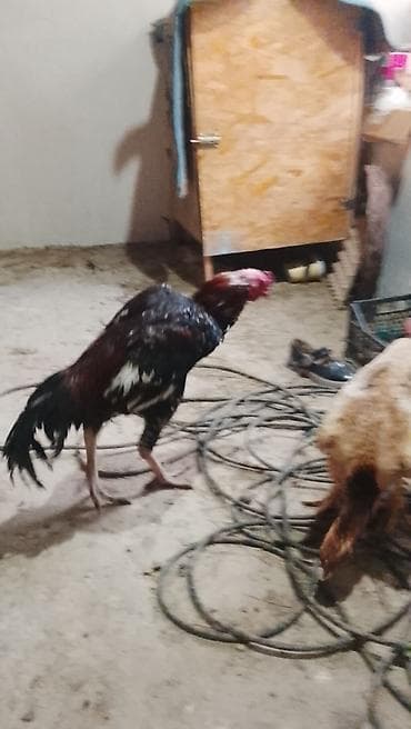 Электротранспорт: Эч качан качкан эмес баасы 5000 суйлошу жолдору бар 😉 — 4