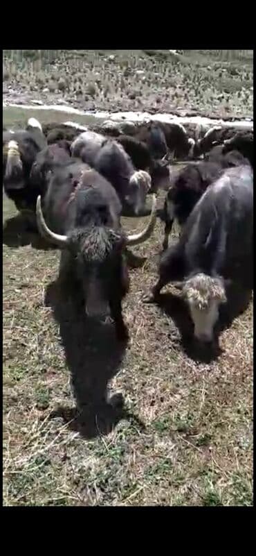 Грызуны: Продаю | Корова (самка) — 1