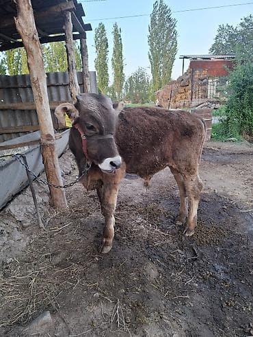 бишкектен уй сатылат: Сатам | Бука (эркек) | Аргын | Бордоп семиртүү үчүн | Байланган — 1