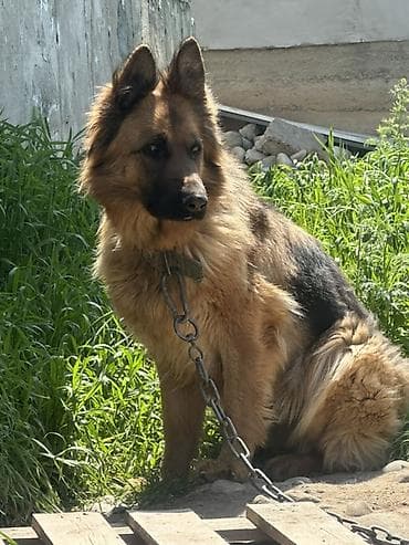 матки пчел: Немецкая овчарка, длинношерстный. Надо проучить агрессивная собака В — 1