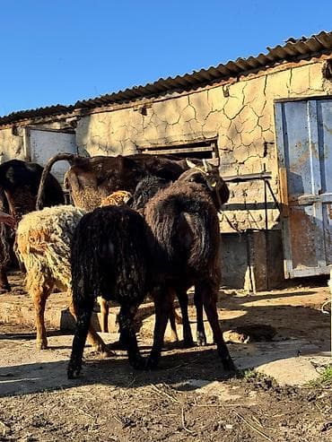 собака офчарка: Продаю | Овца (самка) | Для разведения — 6