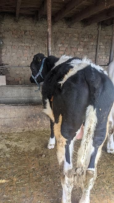 Продаю | Музоо, торпок | Голштин | На откорм | Привязанные