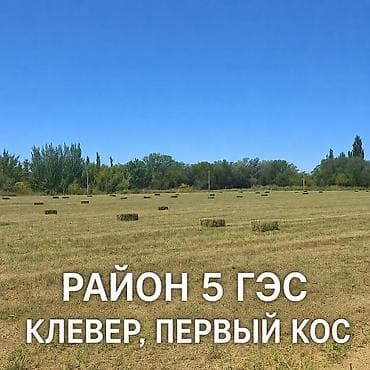 египетский кошка: 🔥 Срочно! Чистый клевер — забирайте дешевле рынка! 🔥 🌱 Клевер, 1 кос — 1