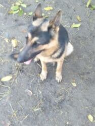 фонд помощи животным: Даром щенки 5 штук папа овчарка мама дворовая очень хорошо ловит — 11