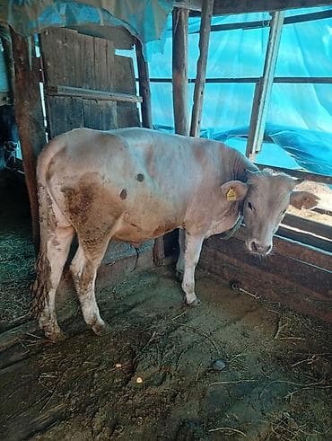продаю корову с теленком: Продаю | Бык (самец) | На откорм | Привязанные — 1