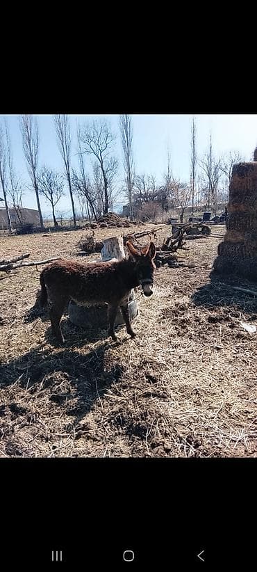 кукуруз варка: Жаш кодолек сатылат баасы 2500. жашы 1 жаш — 3