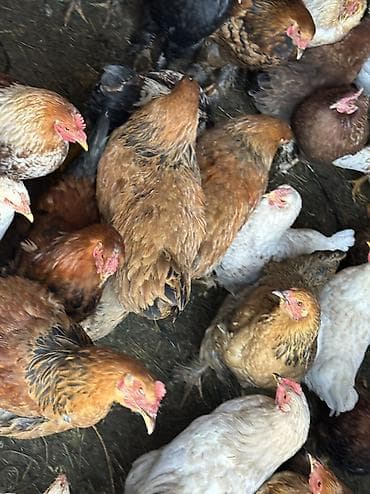 продаю барана: Домашние куры и петухи 
Все молодые — 1