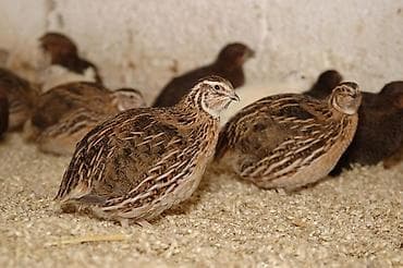 баран живой: ДОМАШНИЕ ПЕРЕПЕЛА живые, а также мясом. Самые свежие, если — 2