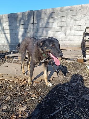 сладкая кукуруза: Собака даром: 1 год, Самка — 1