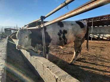 отдам в добрые руки собаку: Продаю | Бык (самец) | Симментальская | Для разведения | Племенные — 8