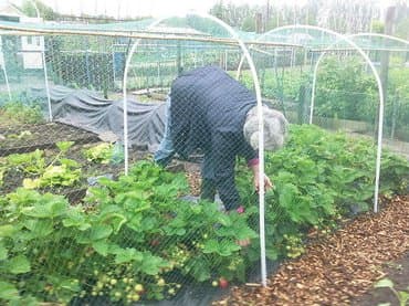 затеняющая сетка для огорода цена: Үй жана бакча үчүн декор — 7